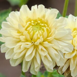 Madeleine Moon Dahlia