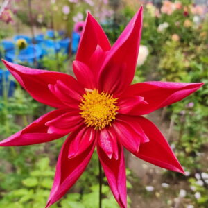 Mars Dahlia
