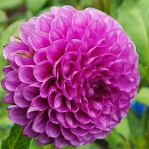 Mary Munns Dahlia
