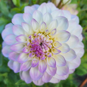 Midnight Moon Dahlia