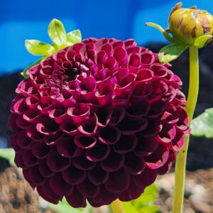 Moor Place Dahlia