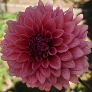 Mystique Dahlia