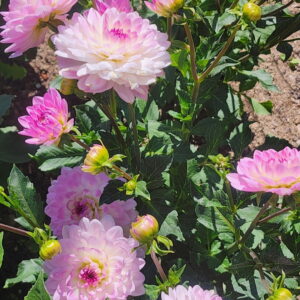 Nepos Dahlia