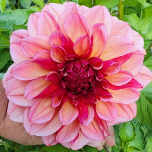 Peach Macaron (Japanese) Dahlia