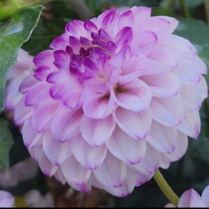 Precious Dahlia