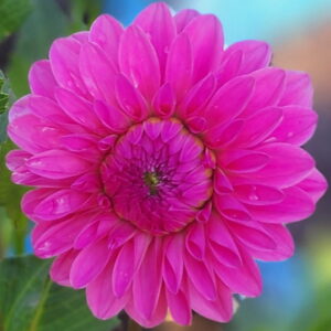 River's Bubblegum Dahlia