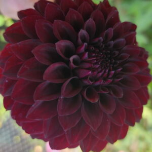 River's Dark Chocolate Dahlia