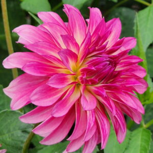 River's Watermelon Dahlia