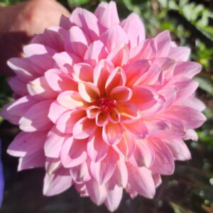 Ruthie G Dahlia