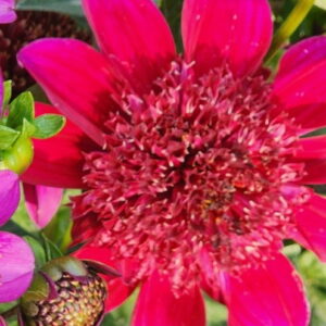 Sandia Garnet Dahlia