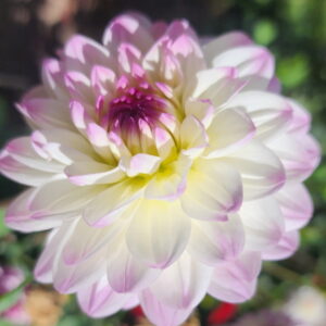 Sandia Melody Dahlia