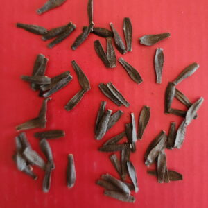 Seeds Dahlia Parent Clearview Pataha