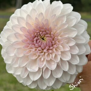 Shiori (Japanese) Dahlia