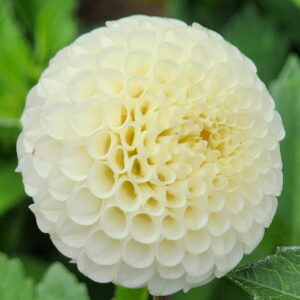 Small World Dahlia