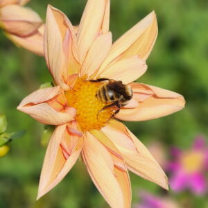 Seeds Dahlia Parent Venus