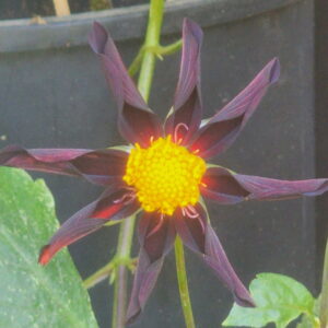 Verrone's Obsidian Dahlia