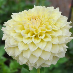 Westerton Lilian Dahlia