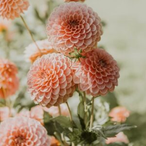 Seeds Dahlia Hybridizer Value Pack