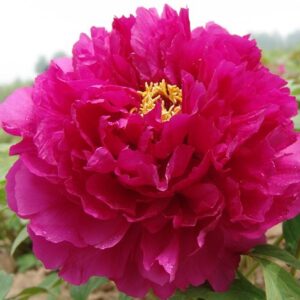 Red Cloud Tree Peony