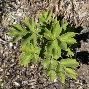 Two-Year Grafted Mystery Tree Peony