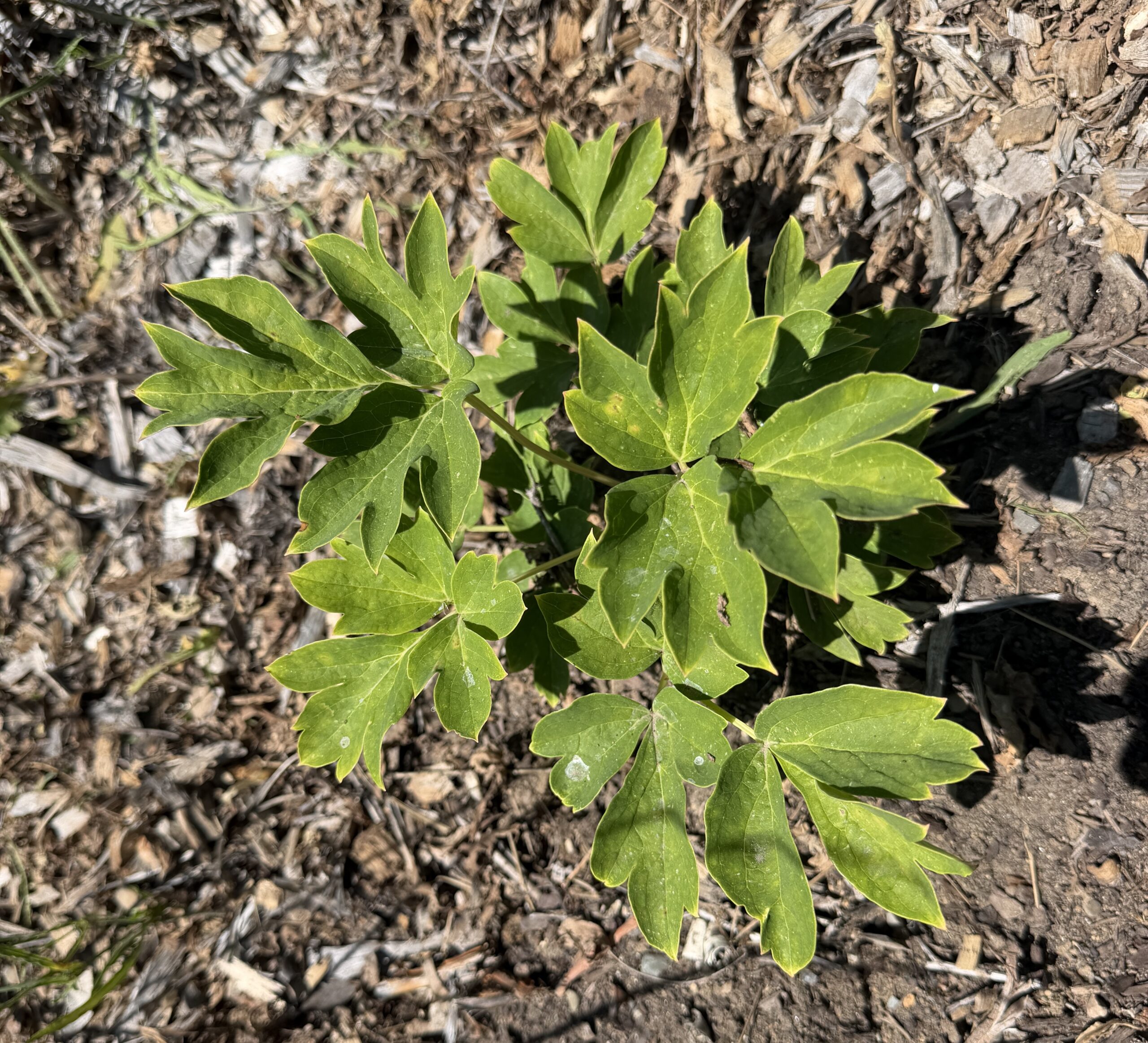 Two-Year Grafted Mystery Tree Peony