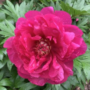 Raspberry Dream Itoh Peony