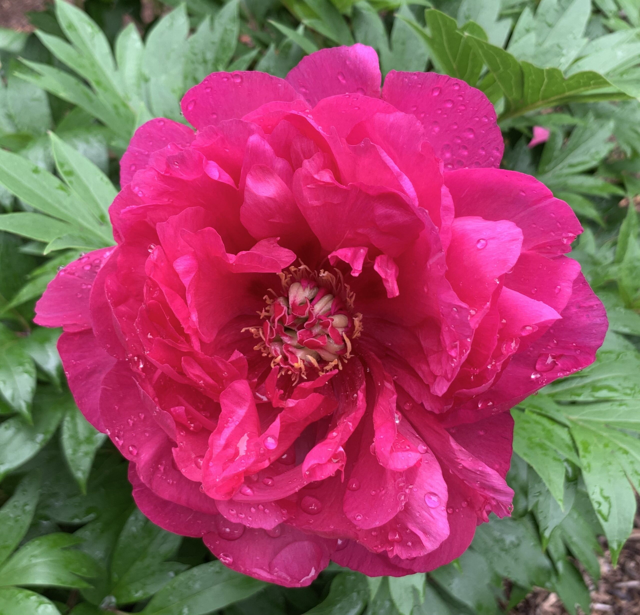 Raspberry Dream Itoh Peony